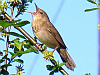 Flodsångare