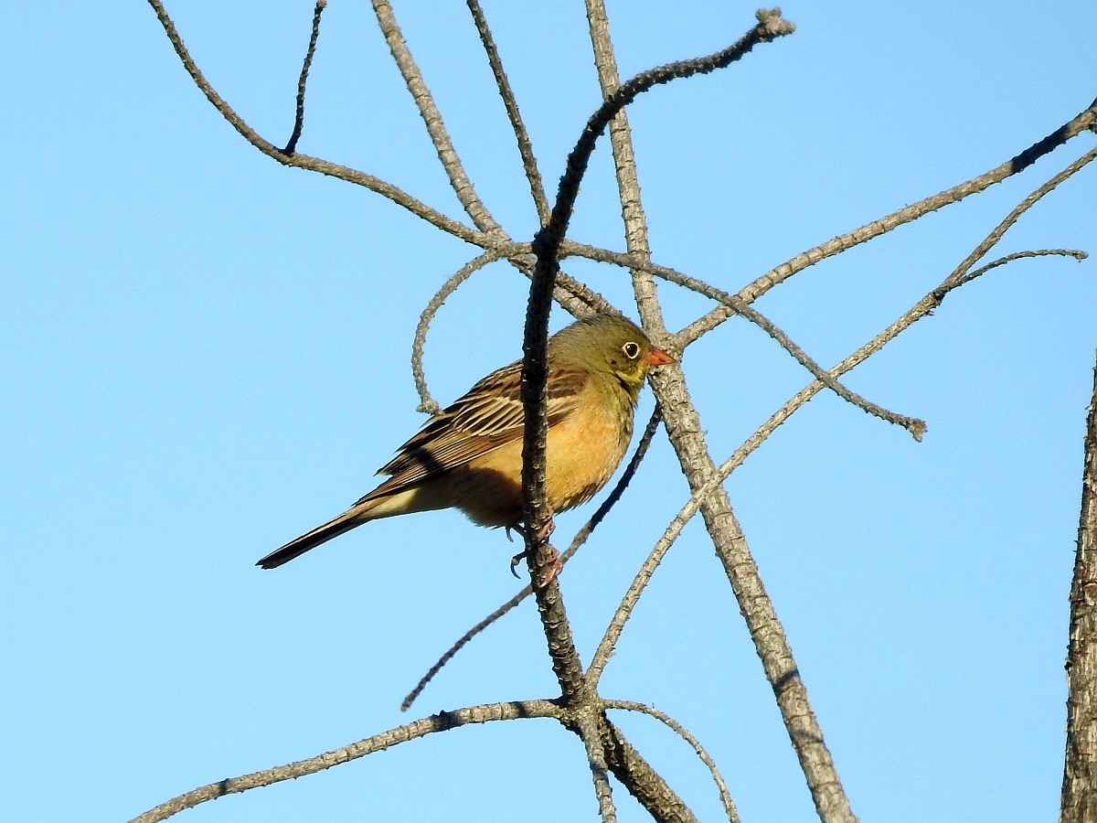 ortolan